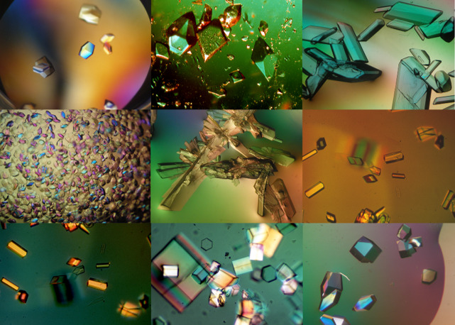 Advanced methods in macromolecular crystallization X - FEBS
