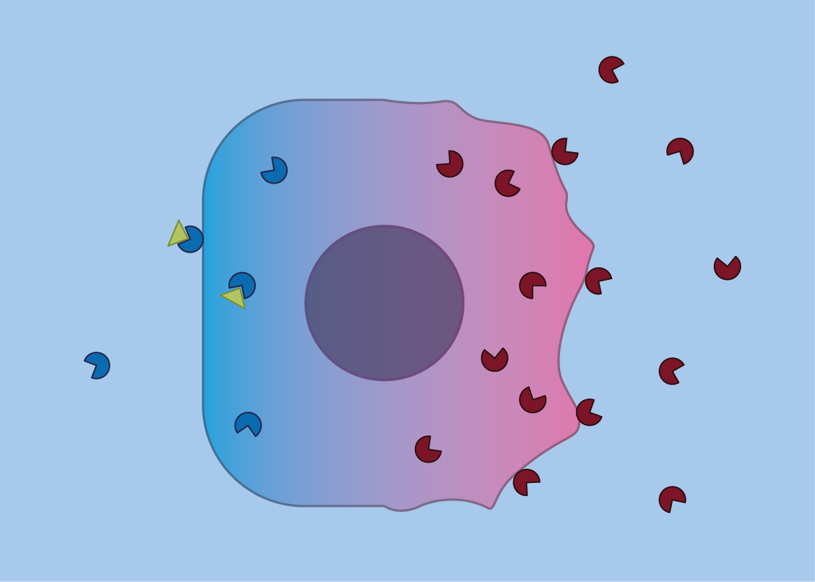 Proteolysis: at the interface between health and disease Biology Diagrams